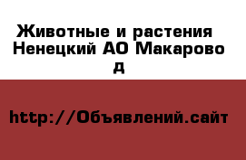  Животные и растения. Ненецкий АО,Макарово д.